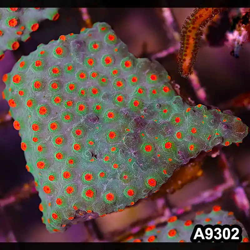 Item#A9302LP9302(S) WYSIWYG Cultured Meteor Shower Cyphastrea Mini Colony - Zooxae
