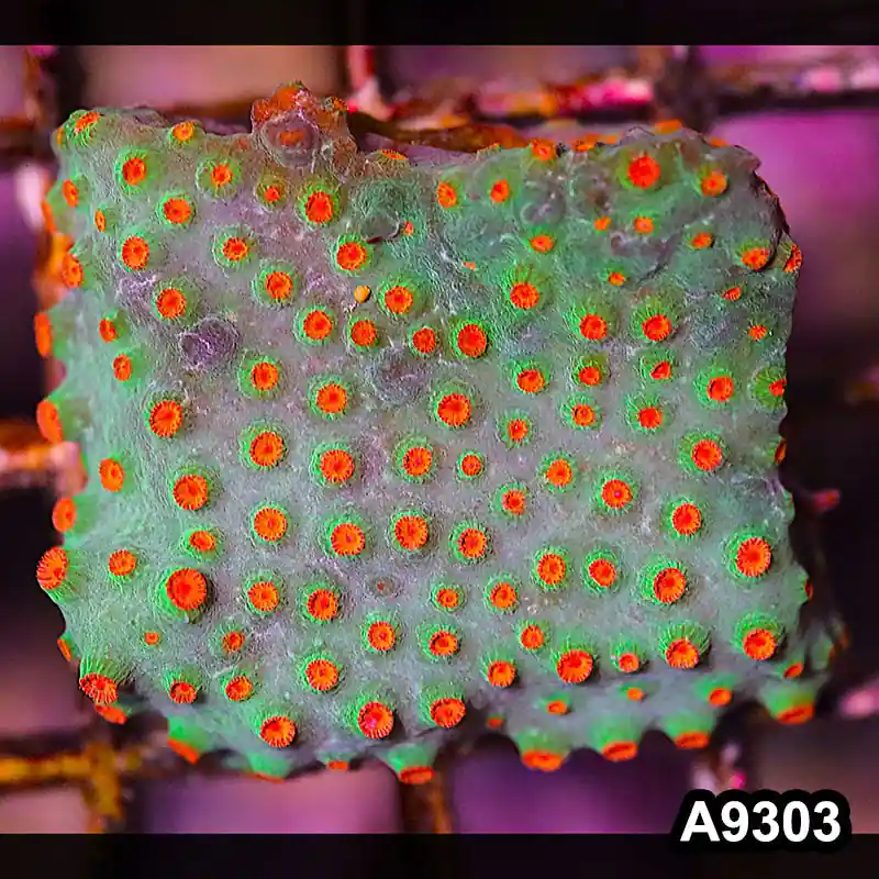 Item#A9303LP9303(S) WYSIWYG Cultured Meteor Shower Cyphastrea Mini Colony - Zooxae