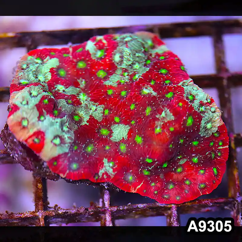 Item#A9305LP9305(S) WYSIWYG Ausiie Ultra Favites Frag - Zooxae