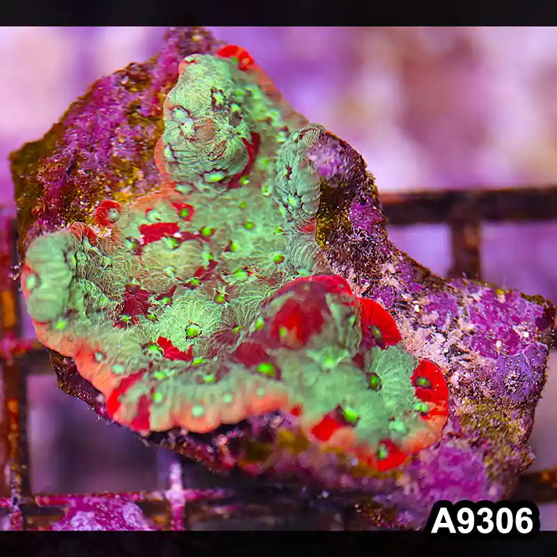 Item#A9306LP9306(S) WYSIWYG Ausiie Ultra Favites Frag - Zooxae
