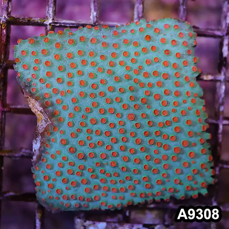 Item#A9308LP9308(M) WYSIWYG Cultured Meteor Shower Cyphastrea Colony - Zooxae