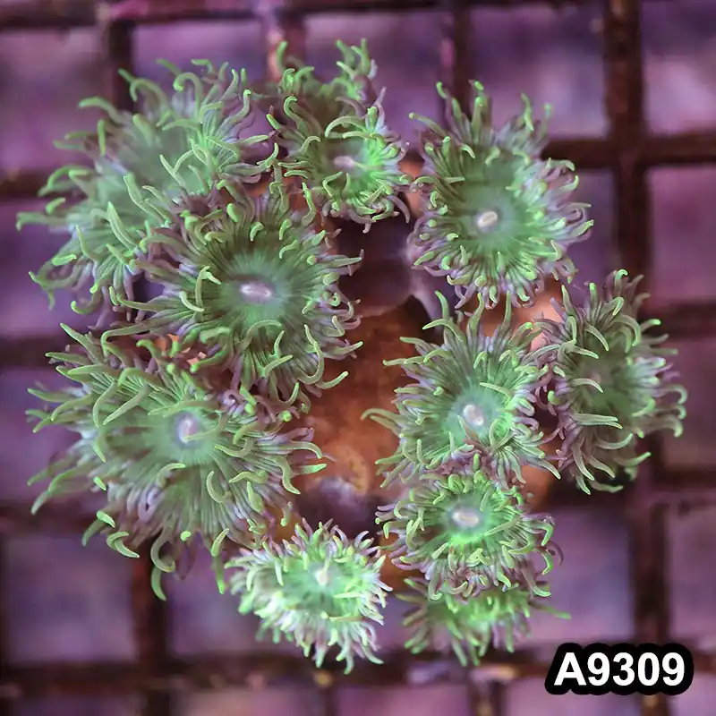 Item#A9309LP9309(S) WYSIWYG Solomon Island Duncan Mini Colony - Zooxae