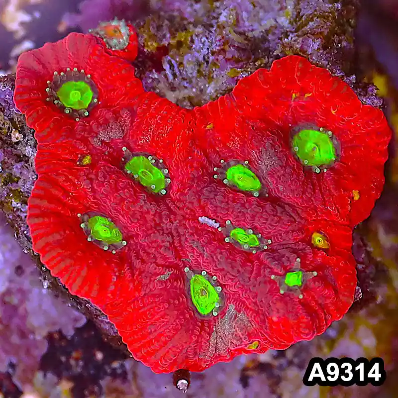 Item#A9314LP9314(S) WYSIWYG Aussie Ultra Favites Frag - Zooxae