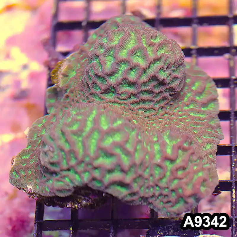 Item#A9342IN9342(M) WYSIWYG Indo Ultra Maze Brain Colony - Zooxae