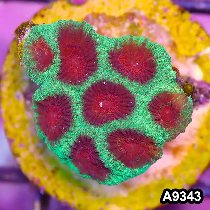Item#A9343IN9343(S) WYSIWYG Aussie Ultra Watermelon Favia Frag - Zooxae