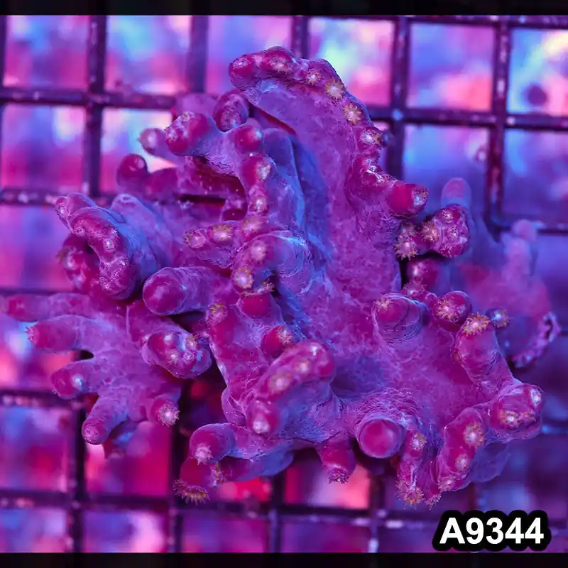 Item#A9344IN9344(M) WYSIWYG Aussie Turbinaria Heronensis Colony - Zooxae