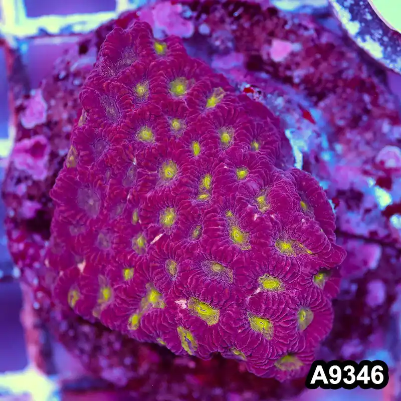 Item#A9346IN9346(S) WYSIWYG Indo Cultured Favites Colony - Zooxae