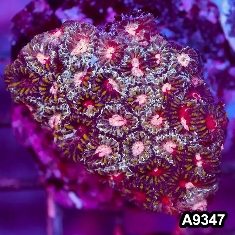 Item#A9347IN9347(S) WYSIWYG Indo Cultured Ultra Unique Favia Colony - Zooxae
