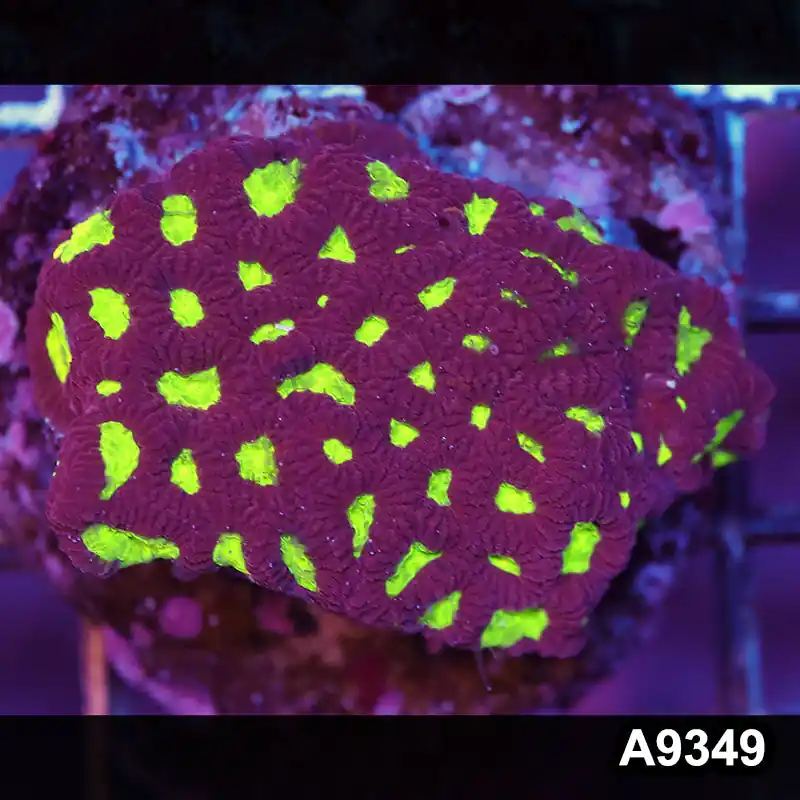 Item#A9349IN9349(S) WYSIWYG Indo Cultured Favites Colony - Zooxae