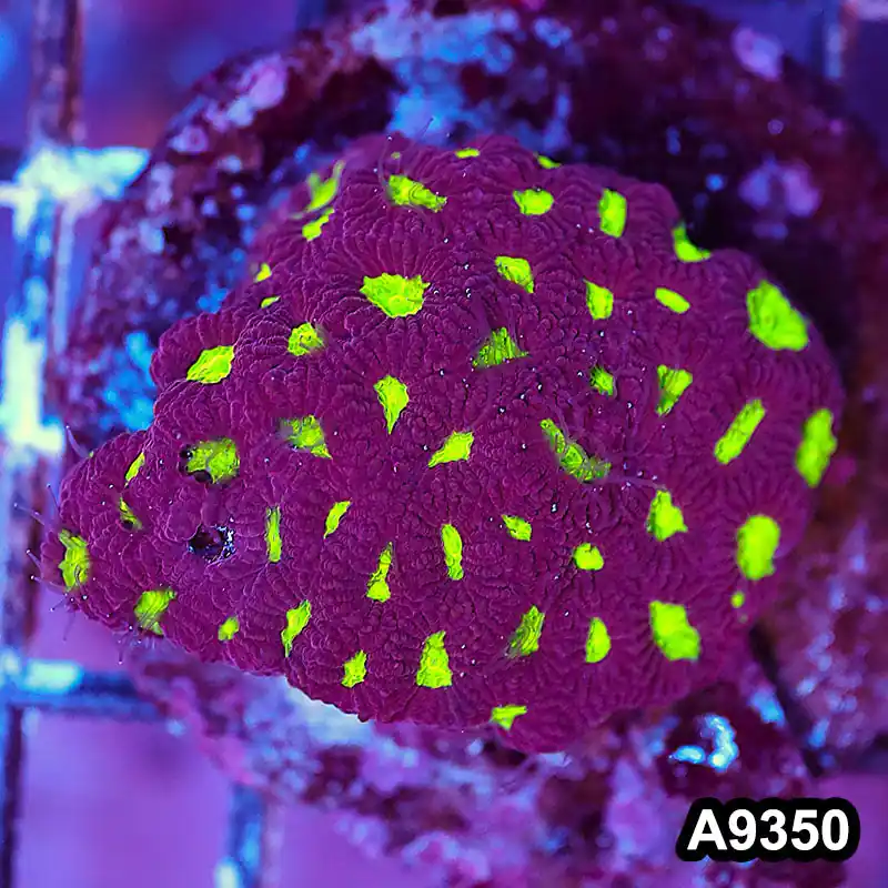 Item#A9350IN9350(S) WYSIWYG Indo Cultured Favites Colony - Zooxae