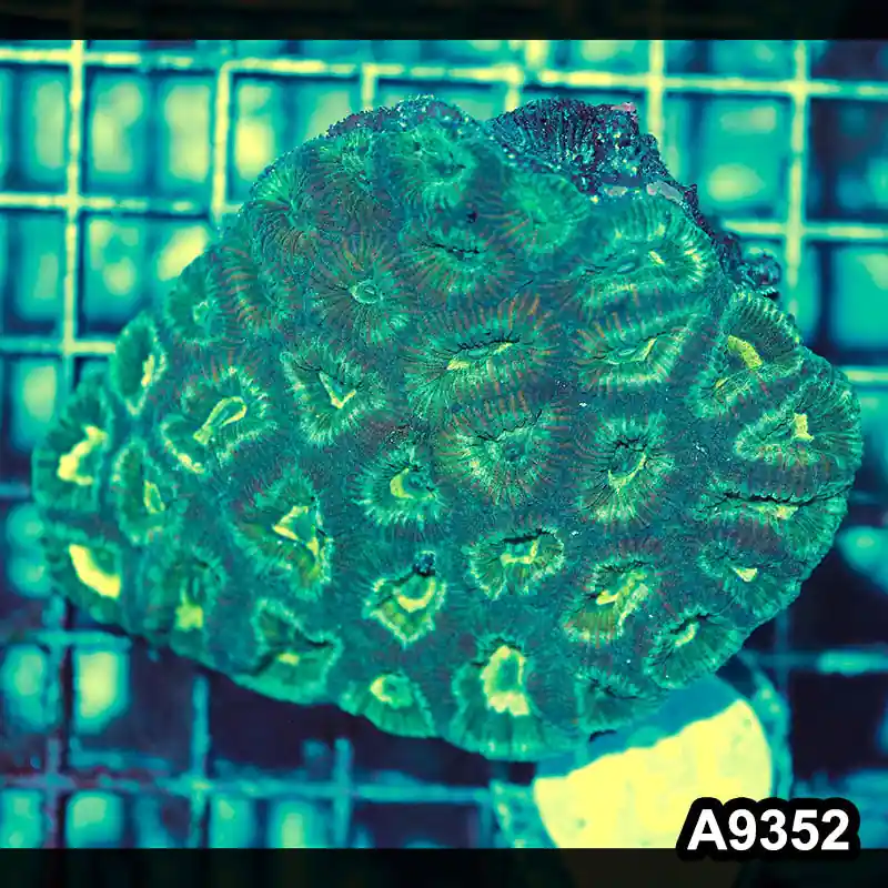 Item#A9352IN9352(M) WYSIWYG Aussie Ultra Favia Colony - Zooxae