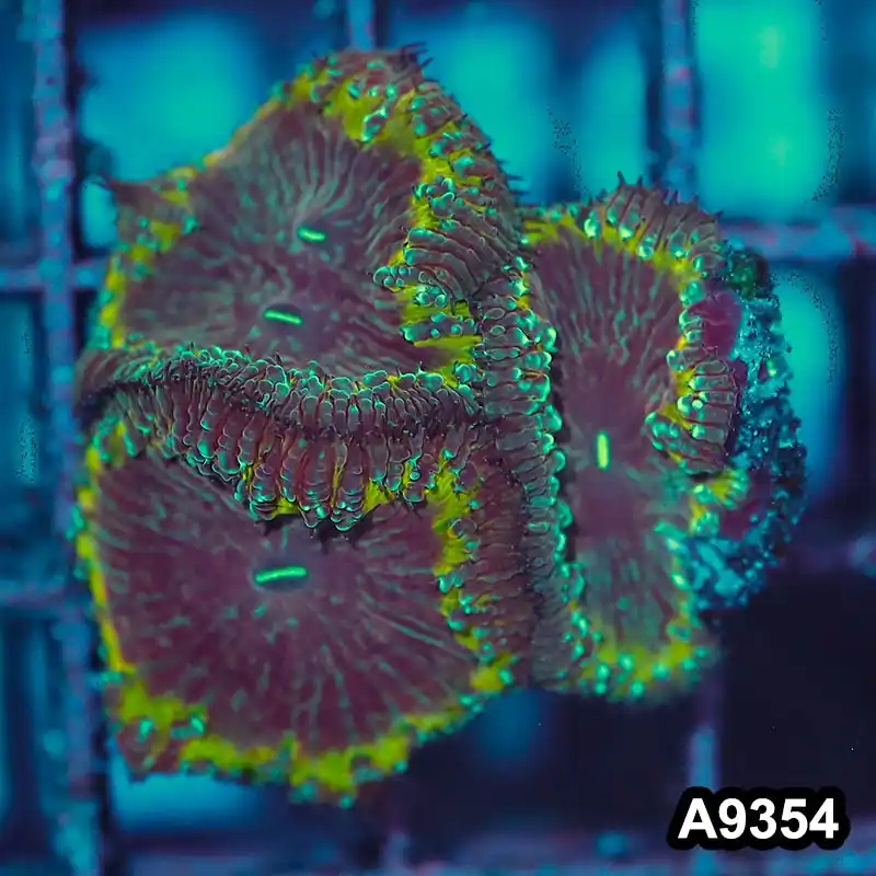 Item#A9354IN9354(S) WYSIWYG indo Ultra Unique Yellow Ring Blastomussa Colony - Zooxae