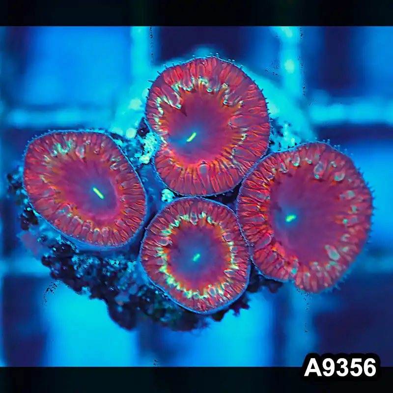 Item#A9356IN9356(S) WYSIWYG Indo Ultra Unique Yellow Ring Blastomussa Colony - Zooxae