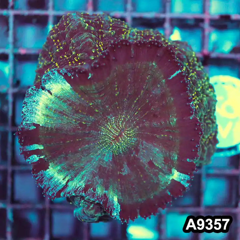 Item#A9357IN9357(S) WYSIWYG Indo Ultra Acanthophyllia - Zooxae