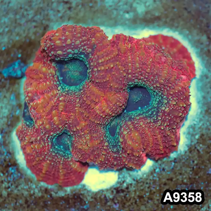 Item#A9358IN9358(S) WYSIWYG Aussie Ultra Unique Bowerbanki Mini Colony - Zooxae