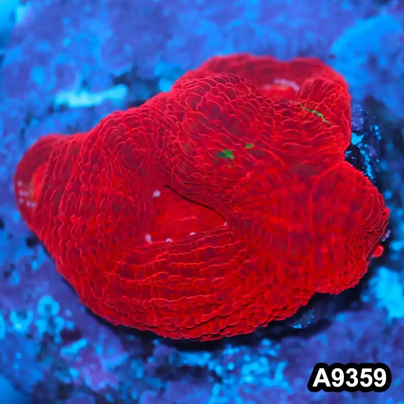 Item#A9359IN9359(S) WYSIWYG Aussie Ultra Red Bowerbanki Frag - Zooxae