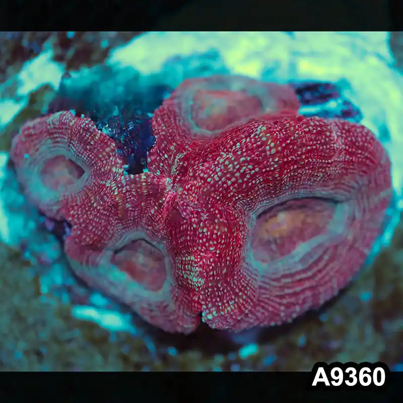 Item#A9360IN9360(S) WYSIWYG Aussie Ultra Unique Bowerbanki - Zooxae