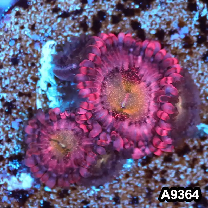 Item#A9364IN9364(S) WYSIWYG Cultured Premium Halle Berry Zoanthid Frag - Zooxae