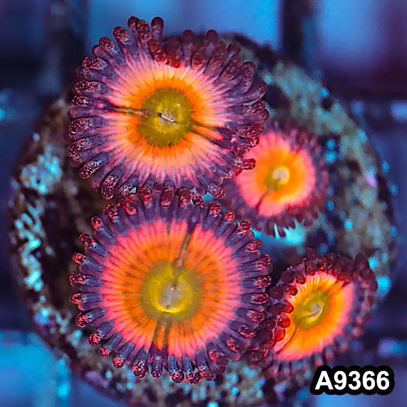 Item#A9366IN9366(S) WYSIWYG Cultured Premium Rainbow Infusion Zoanthid Frag - Zooxae