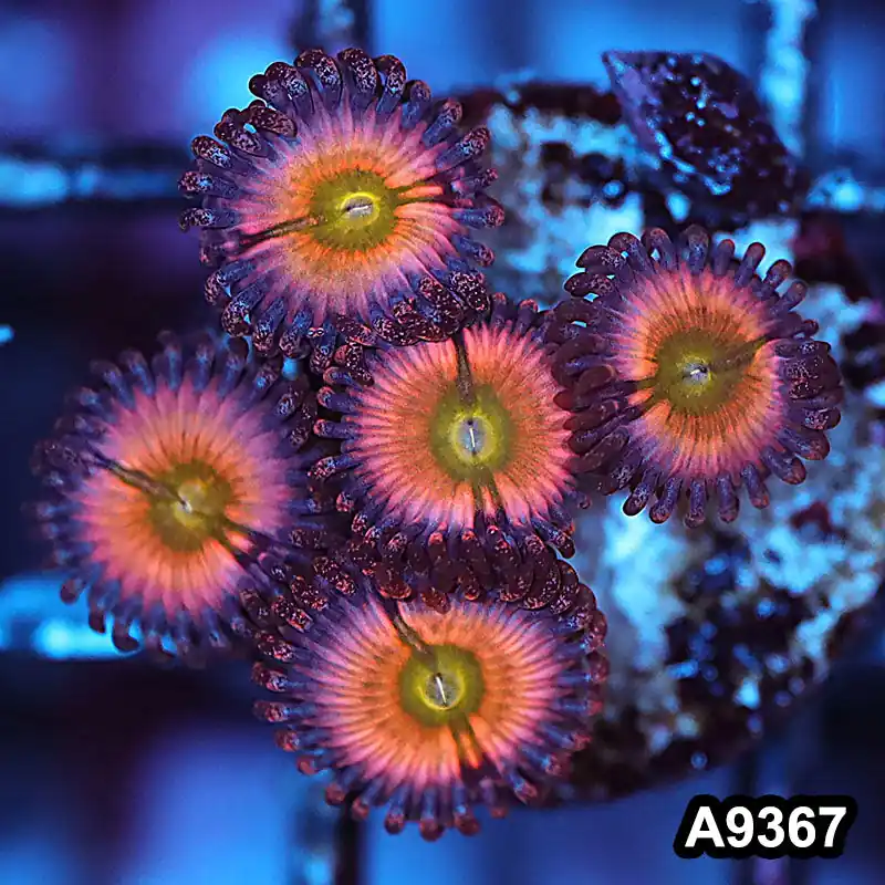 Item#A9367IN9367(S) WYSIWYG Cultured Premium Rainbow Infusion Zoanthid Frag - Zooxae