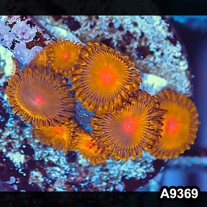 Item#A9369IN9369(S) WYSIWYG Cultured Premium Golden Gods Zoanthid Frag - Zooxae