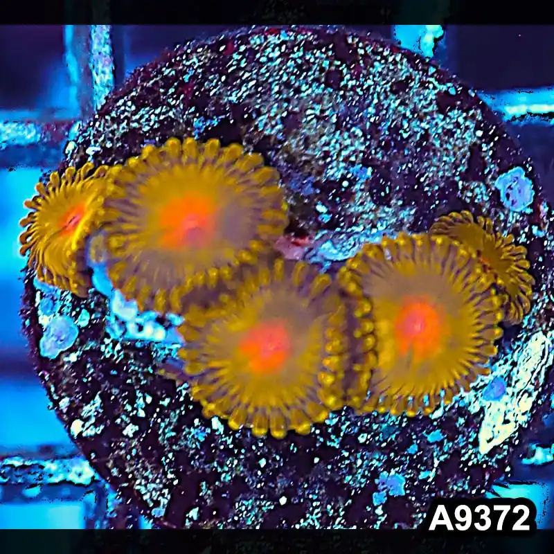 Item#A9372IN9372(S) WYSIWYG Cultured Premium Golden Gods Zoanthid Frag - Zooxae