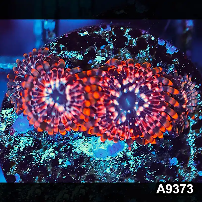 Item#A9373IN9373(S) WYSIWYG Cultured Premium Utter Chaos Zoanthid Frag - Zooxae