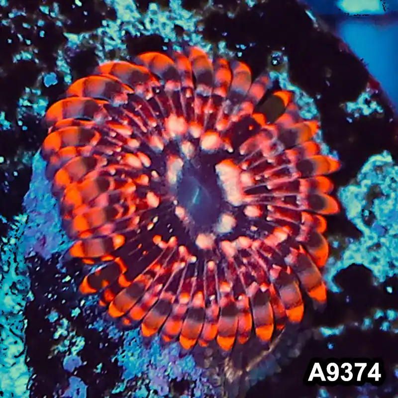 Item#A9374IN9374(S) WYSIWYG Cultured Premium Utter Chaos Zoanthid Frag - Zooxae