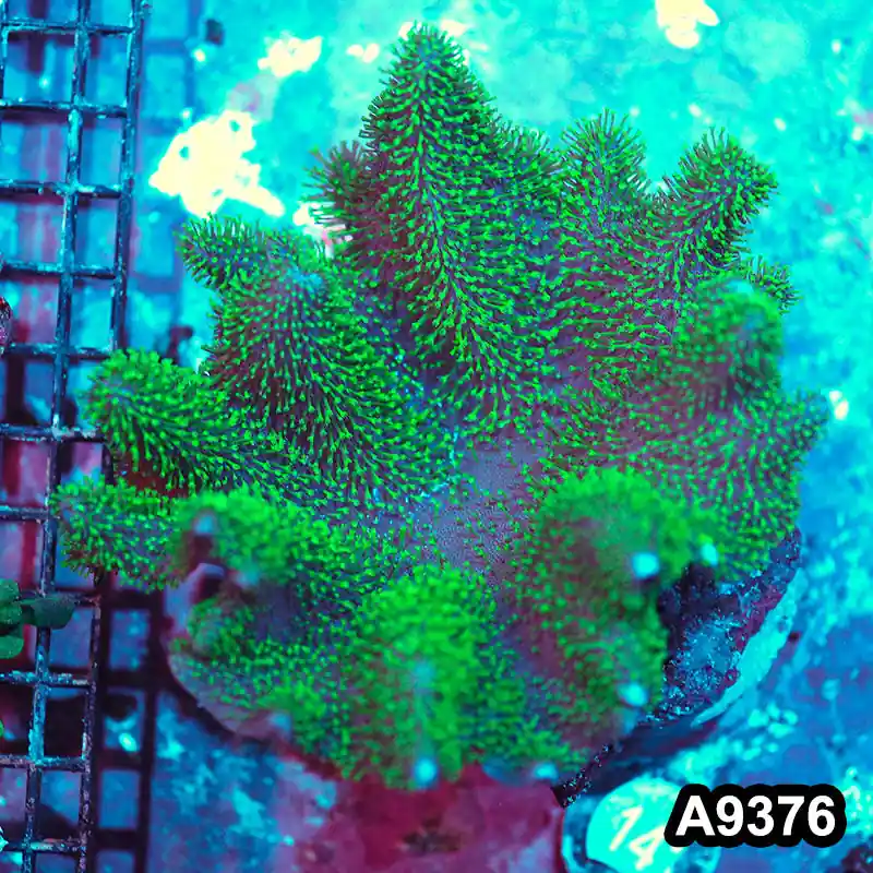 Item#A9376IN9376(L) WYSIWYG Indo Green Show Size Crown Leather Colony - Zooxae