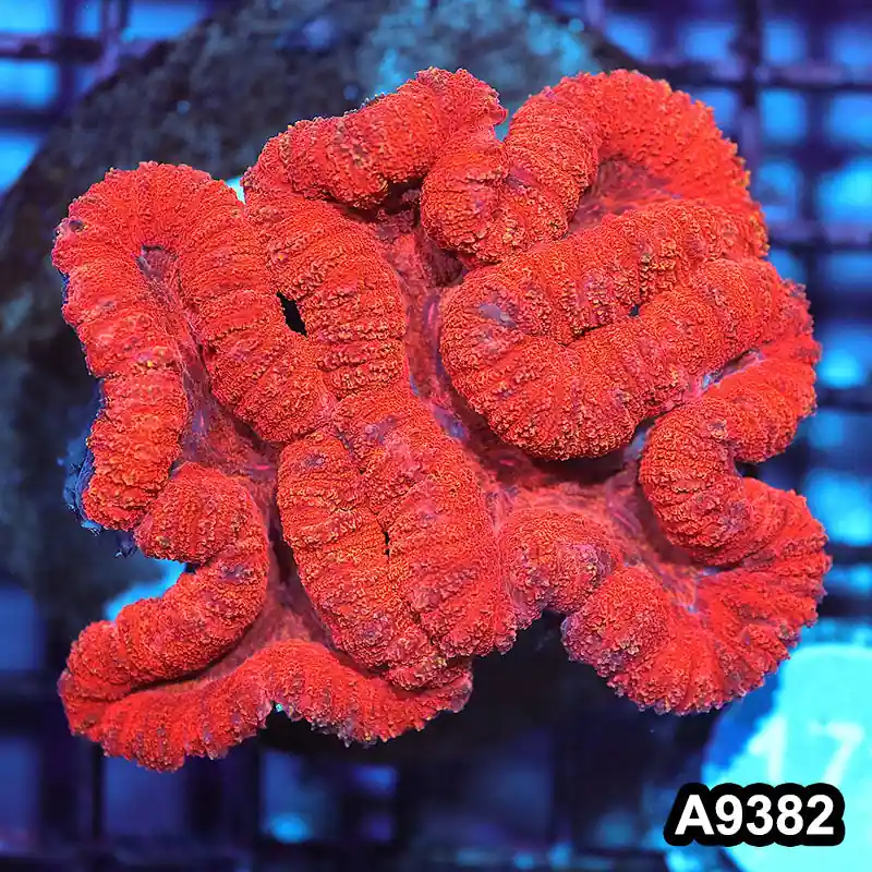 Item#A9382IN9382(M) WYSIWYG Aussie Ultra Red Lobophyllia Colony - Zooxae