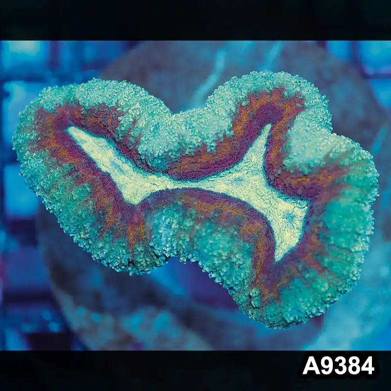 Item#A9384IN9384(M) WYSIWYG Aussie Ultra Unique Lobophyllia - Zooxae