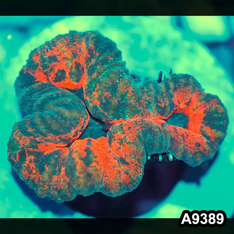 Item#A9389IN9389(S) WYSIWYG Aussie Ultra Unique Lobophyllia - Zooxae