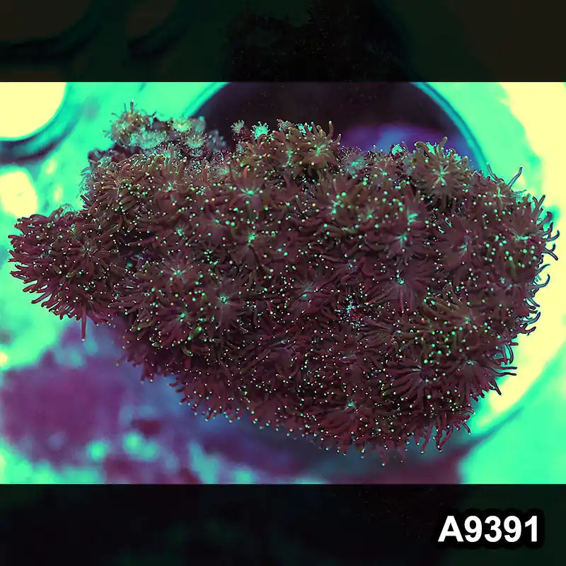 Item#A9391IN9391(L) WYSIWYG Imperfect Gold Galaxia Colony - Zooxae