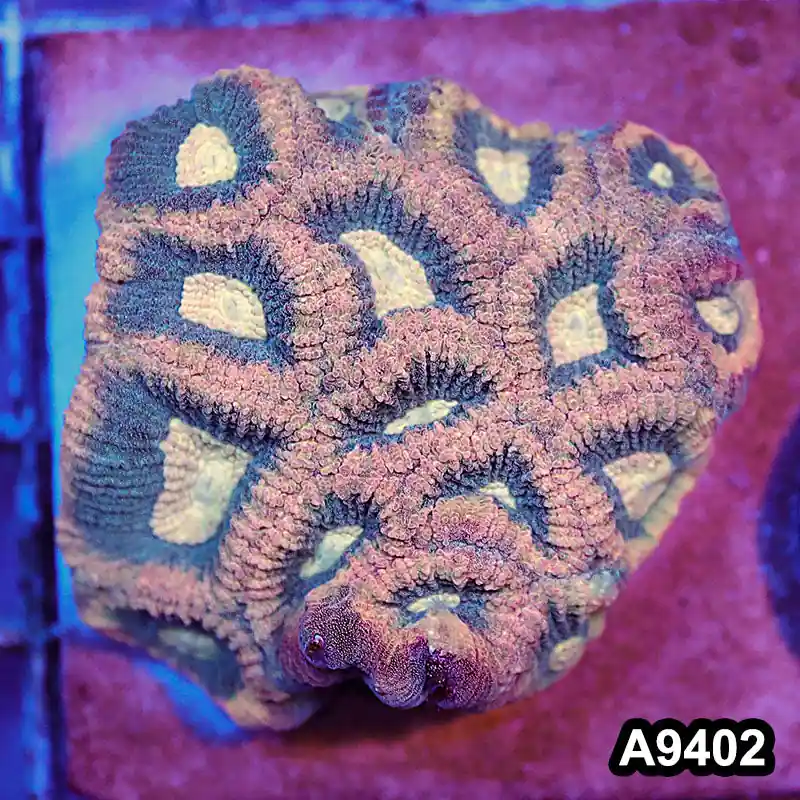 Item#A9402IN9402(S) WYSIWYG Aussie Ultra Unique Reverse Prism Favia Mini Colony - Zooxae