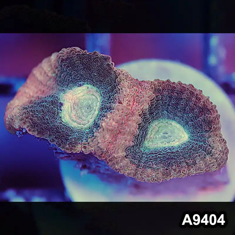 Item#A9404IN9404(S) WYSIWYG Aussie Ultra Unique Reverse Prism Favia Frag - Zooxae