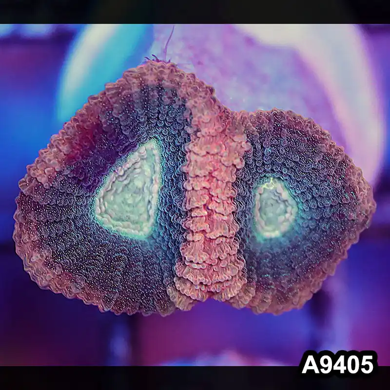 Item#A9405IN9405(S) WYSIWYG Aussie Ultra Unique Reverse Prism Favia Frag - Zooxae