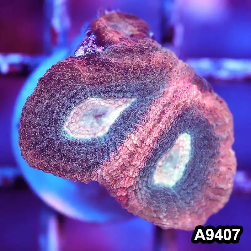 Item#A9407IN9407(S) WYSIWYG Aussie Ultra Unique Reverse Prism Favia Frag - Zooxae
