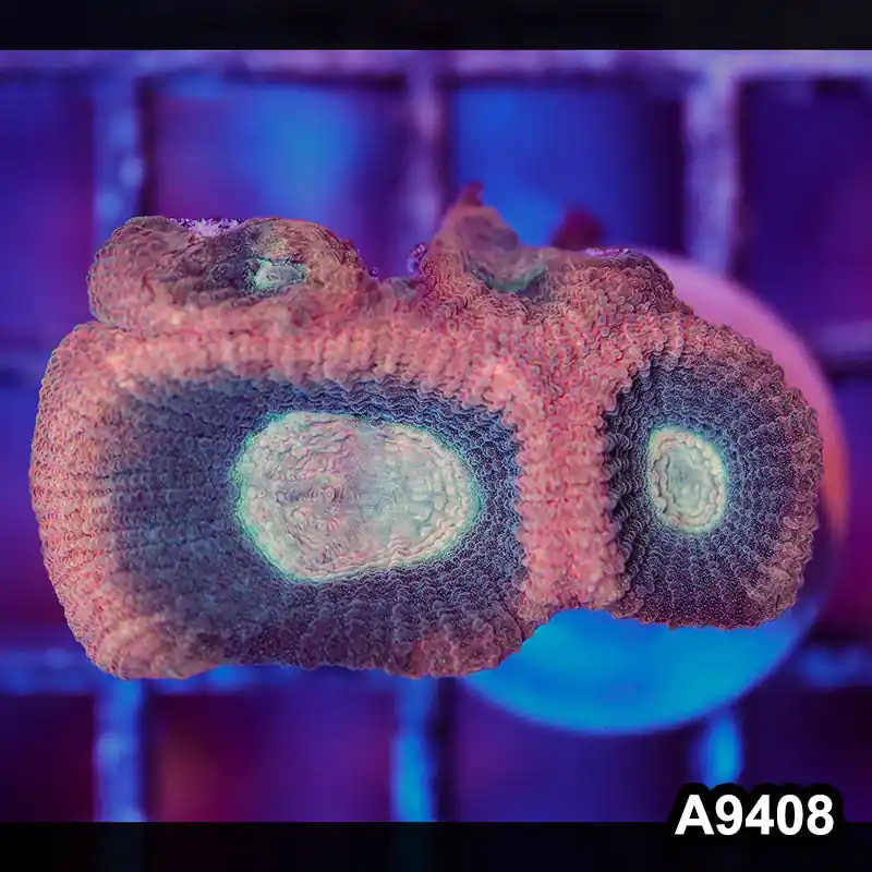 Item#A9408IN9408(S) WYSIWYG Aussie Ultra Unique Reverse Prism Favia Frag - Zooxae
