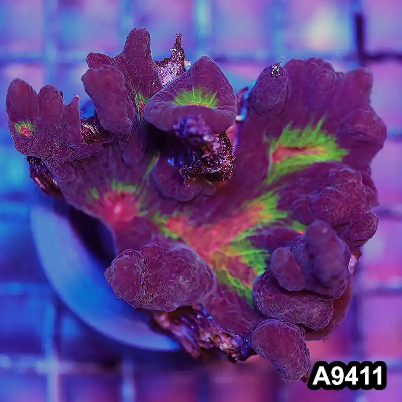 Item#A9411IN9411(S) WYSIWYG Imperfect Rainbow Pectinia Large Frag - Zooxae