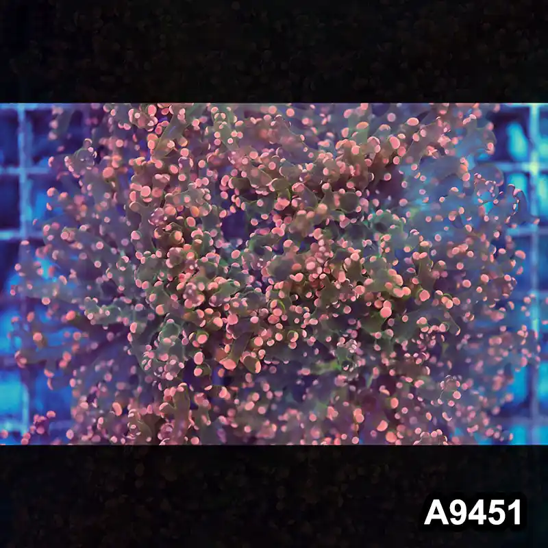 Item#A9451LW9451(M) WYSIWYG Indo Ultra Pink Tip Single Head Branching Frogspawn - Zooxae
