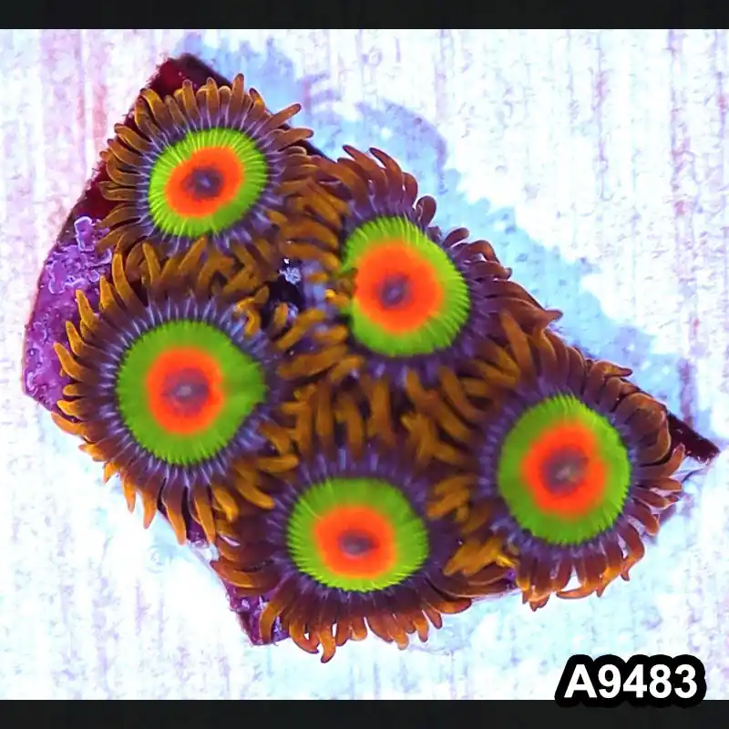 Item#A9483IN9483(S) WYSIWYG Cultured Premium Rasta Zoanthid Frag - Zooxae