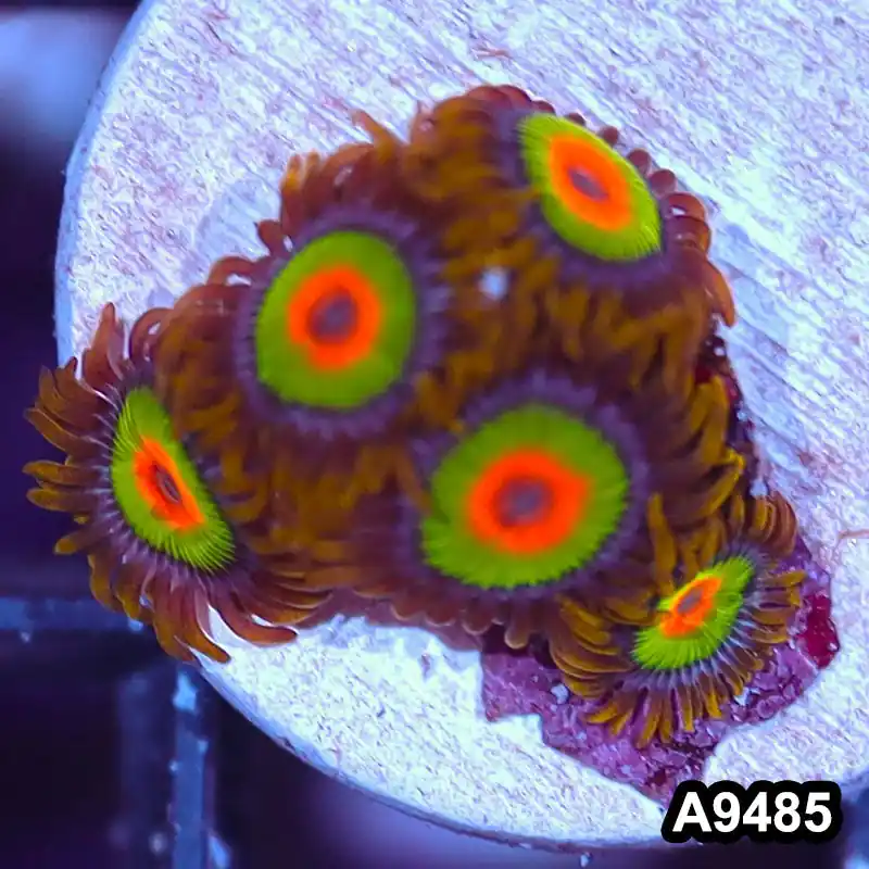 Item#A9485IN9485(S) WYSIWYG Cultured Premium Rasta Zoanthid Frag - Zooxae