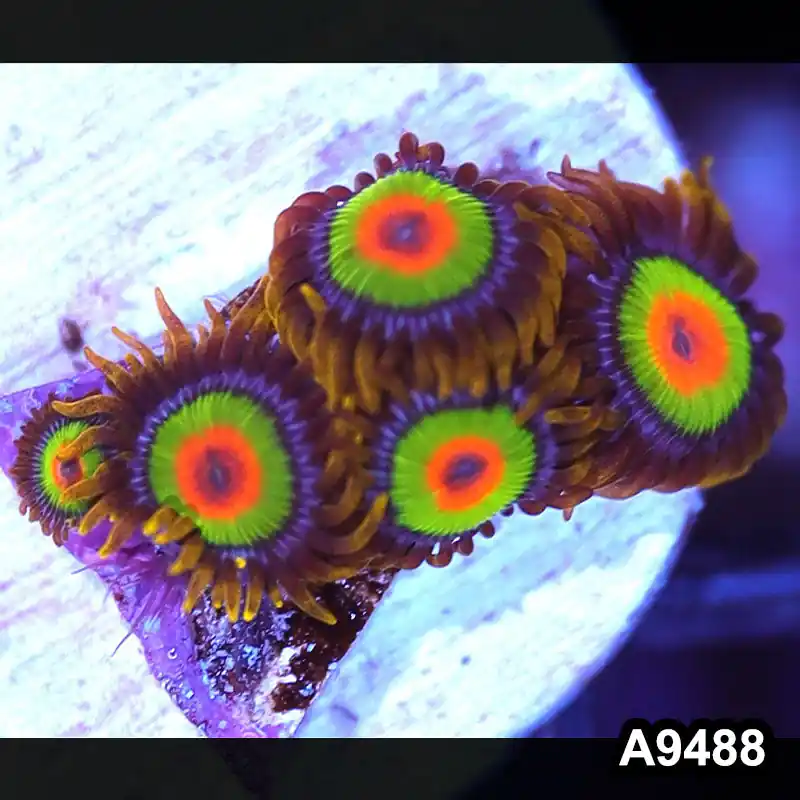Item#A9488IN9488(S) WYSIWYG Cultured Premium Rasta Zoanthid Frag - Zooxae