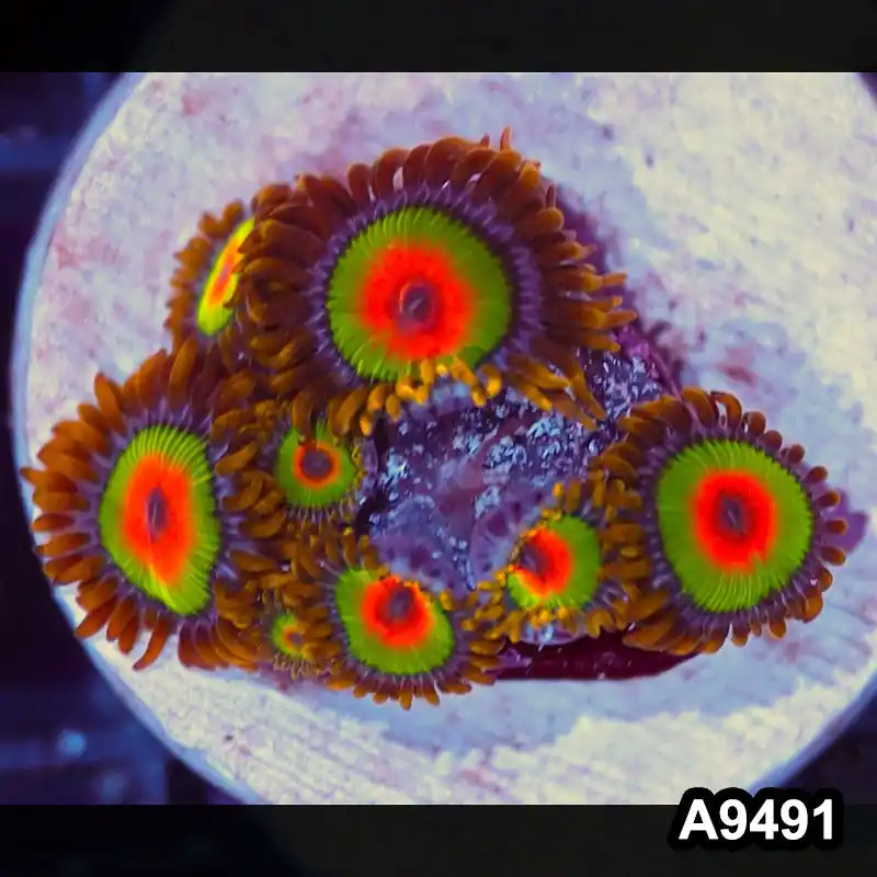 Item#A9491IN9491(S) WYSIWYG Cultured Premium Rasta Zoanthid Frag - Zooxae