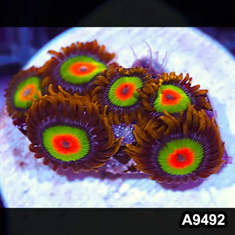 Item#A9492IN9492(S) WYSIWYG Cultured Premium Rasta Zoanthid Frag - Zooxae