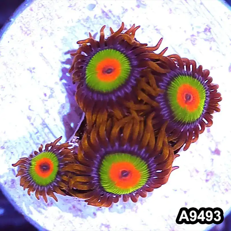 Item#A9493IN9493(S) WYSIWYG Cultured Premium Rasta Zoanthid Frag - Zooxae