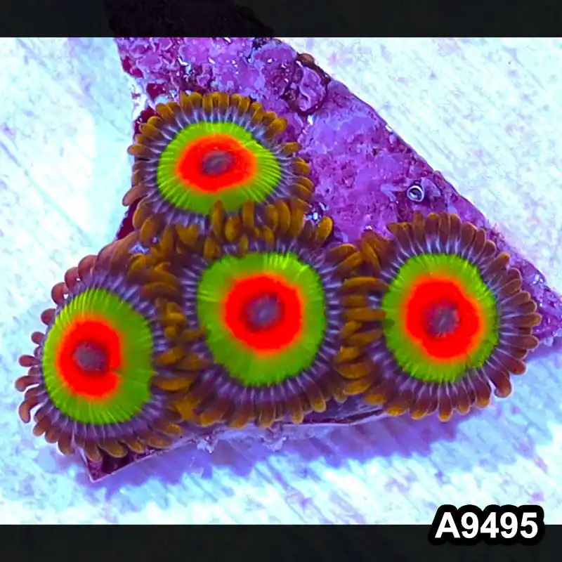 Item#A9495IN9495(S) WYSIWYG Cultured Premium Rasta Zoanthid Frag - Zooxae