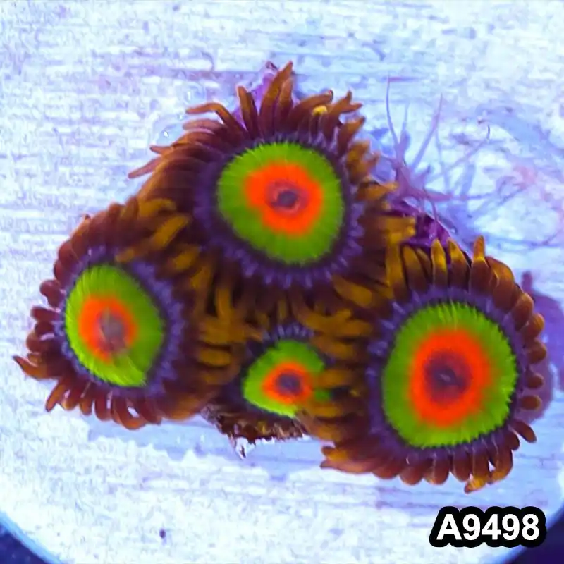 Item#A9498IN9498(S) WYSIWYG Cultured Premium Rasta Zoanthid Frag - Zooxae