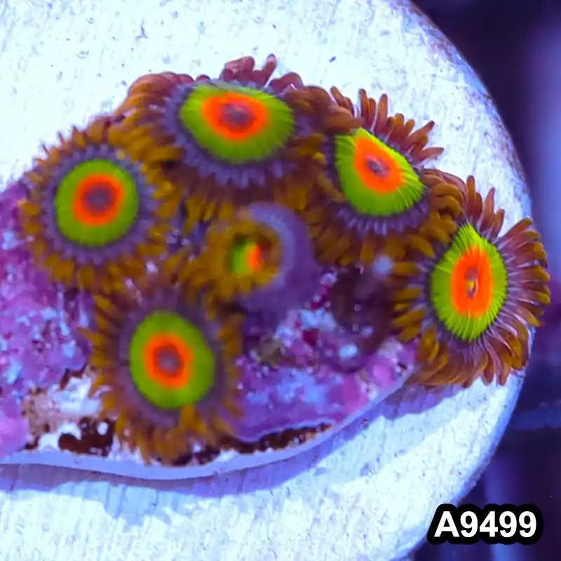 Item#A9499IN9499(S) WYSIWYG Cultured Premium Rasta Zoanthid Frag - Zooxae