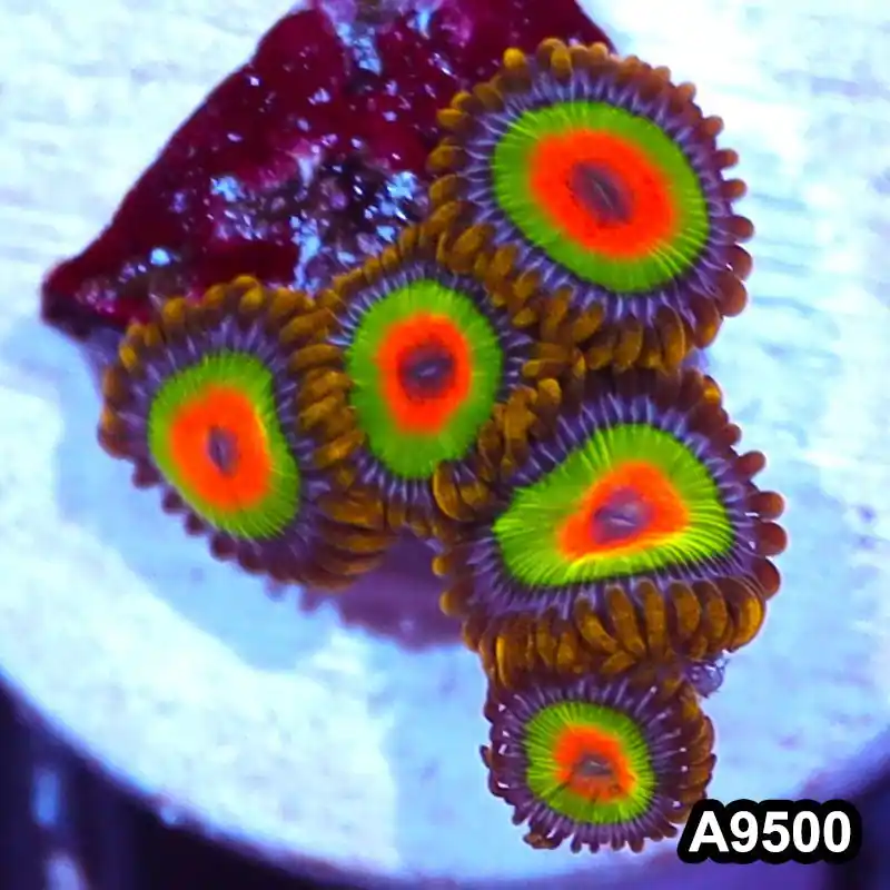 Item#A9500IN9500(S) WYSIWYG Cultured Premium Rasta Zoanthid Frag - Zooxae
